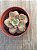Echeveria suyon variegata - Imagem 1