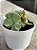 Echeveria suyon variegata - Imagem 2
