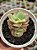 Echeveria suyon variegata - Imagem 1