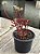 Crassula atropurpurea - Imagem 2