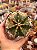 Gymnocalycium mihanovichii 02 - Imagem 1
