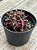 Gymnocalycium mihanovichii 01 - Imagem 3