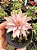 Gymnocalycium mihanovichii 01 - Imagem 2