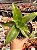 Callisia fragans - Imagem 1
