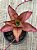 Callisia fragans - Imagem 3