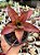 Callisia fragans - Imagem 1