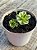 Orostachys malacophylla variegata - Imagem 2