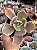 Echeveria sweet snow variegata G - Imagem 1