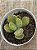 Cotyledon tomentosa variegata - Imagem 3