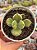 Cotyledon tomentosa variegata - Imagem 1