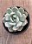 Echeveria monroe - Imagem 3