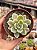 Echeveria albicans variegata - Imagem 1