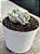 Echeveria albicans variegata - Imagem 2