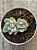 Echeveria albicans variegata - Imagem 3