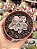 Graptoveria mrs richards variegata - Imagem 1