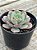 Echeveria subcorymbosa lau026 (sem raiz) - Imagem 2