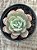 Echeveria subcorymbosa lau026 (sem raiz) - Imagem 3