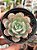 Echeveria subcorymbosa lau026 (sem raiz) - Imagem 1