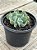 Echeveria medusa - Imagem 3
