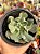Echeveria medusa P - Imagem 1