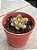 Echeveria fire pillar - Imagem 2
