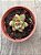 Echeveria fire pillar - Imagem 3