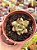 Echeveria fire pillar - Imagem 1