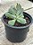 Cotyledon choco line - Imagem 2