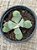 Cotyledon choco line - Imagem 3