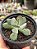 Cotyledon choco line - Imagem 1