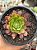 Aeonium fiesta variegata - Imagem 1