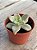 Graptopetalum paraguayense variegata - Imagem 2
