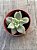 Graptopetalum paraguayense variegata - Imagem 3