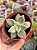 Graptopetalum paraguayense variegata - Imagem 1