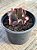 Echeveria red bubbles (sem raiz) - Imagem 3