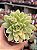 Sedum alice evans variegata - Imagem 1