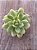 Sedum Alice evans variegata - Imagem 4