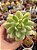 Sedum Alice evans variegata - Imagem 1