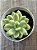 Sedum Alice evans variegata - Imagem 4