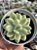 Sedum Alice evans variegata - Imagem 1