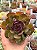 Echeveria black tan - Imagem 1