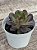 Echeveria black tan (NOVIDADE) - Imagem 2