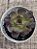 Echeveria black tan (NOVIDADE) - Imagem 3