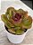 Echeveria black tan (NOVIDADE) - Imagem 2