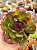 Echeveria black tan (NOVIDADE) - Imagem 1