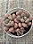 Graptopetalum amethystinum red (colônia) - Imagem 3