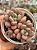 Graptopetalum amethystinum red (colônia) - Imagem 1