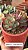 Echeveria casio - Imagem 2
