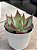 Echeveria casio - Imagem 3