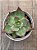 Echeveria casio - Imagem 4